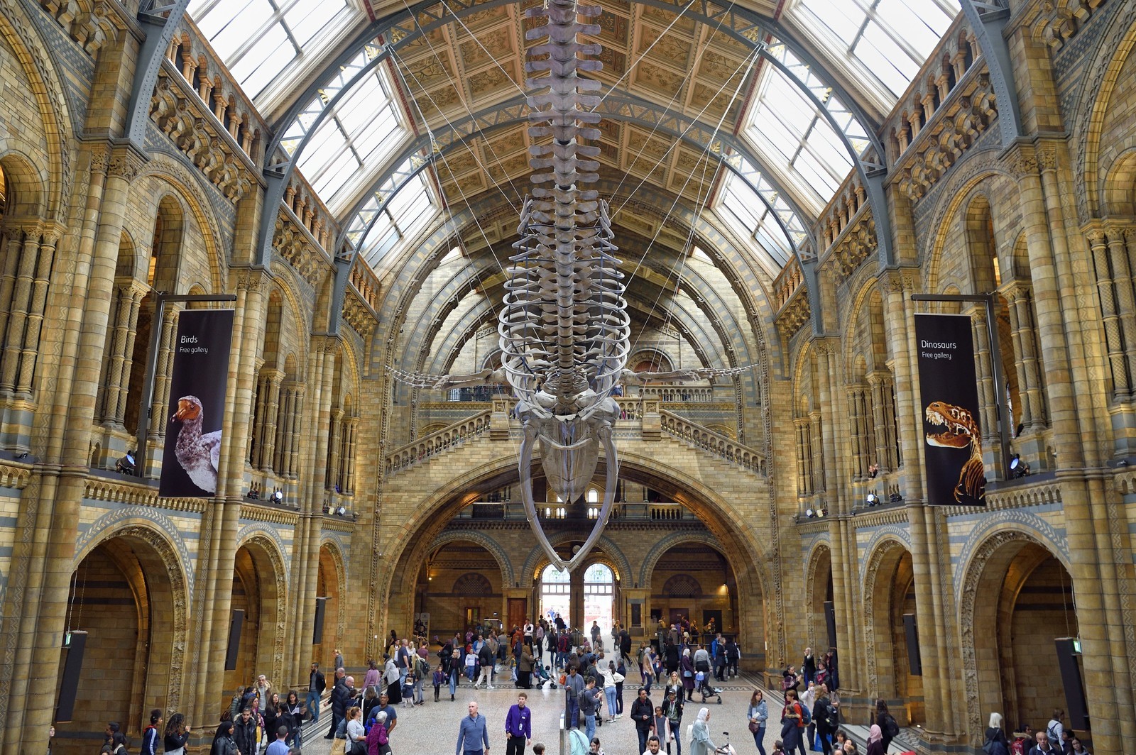 Royaume-Uni, Londres, Kensington, musée d’histoire naturelle (Natural History Museum), le hall central dominé par le squelette d'une baleine bleue