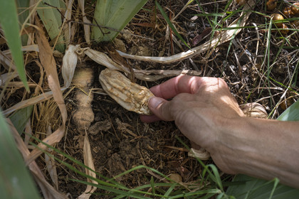 France, Alpes-Maritimes, Mouans-Sartoux, Gardens of the International Museum of Perfumery (Musée International de la Parfumerie - MIP), iris pallida whose rhizome is collected when it is three years old and dried for three more years, it is a raw material for perfume