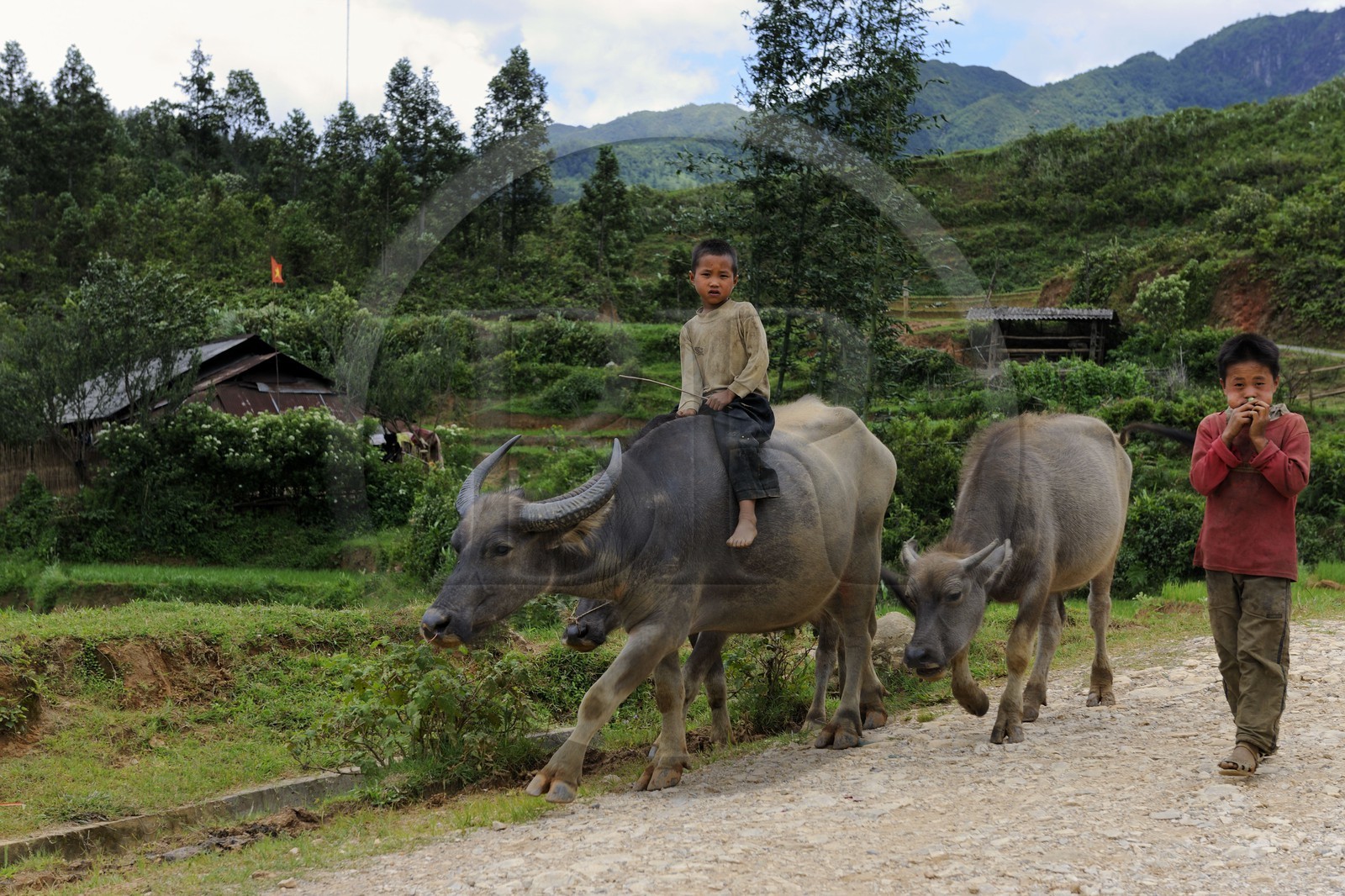Vietnam, province de Lao Cai, région de Sapa, vallée de Ta Phin, enfants de la minorité Hmong Noir ramenant leurs buffles