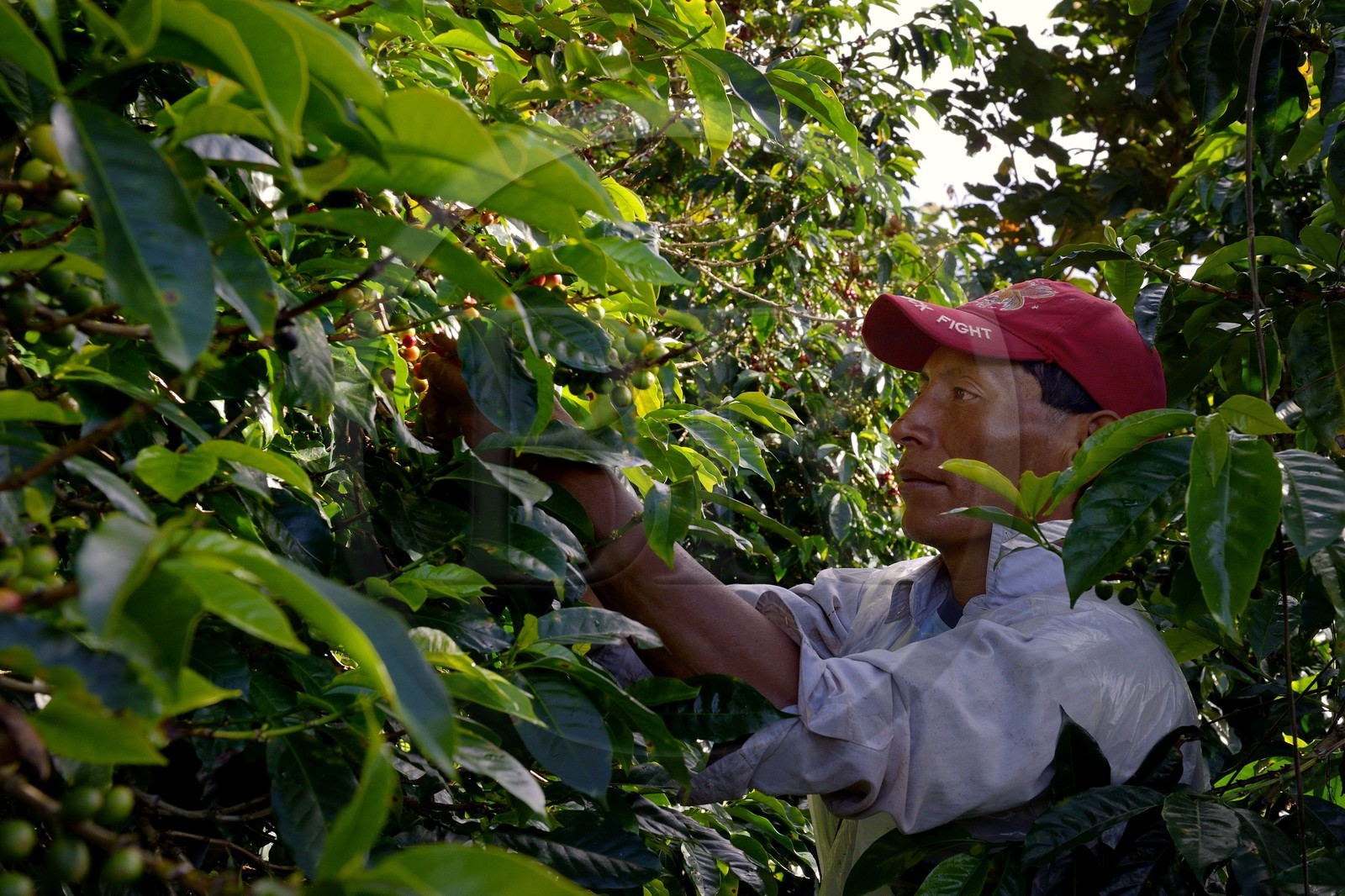 Panama, Chiriqui province, Boquete, Coffee Plantation Finca Lerida, coffee beans harvesting by a Native American Nägbe