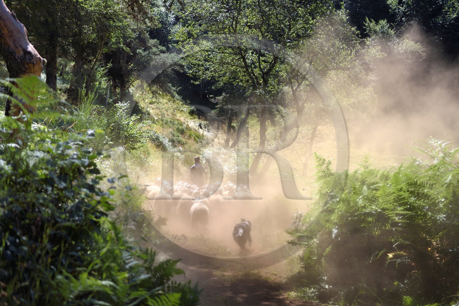 France, Puy-de-Dôme (63), Aydat, berger et son troupeau de brebis sur les pentes du volcan du Puy de Vichatel, Parc naturel régional des Volcans d'Auvergne, sur le parcours Musette nature sentier de Vichatel