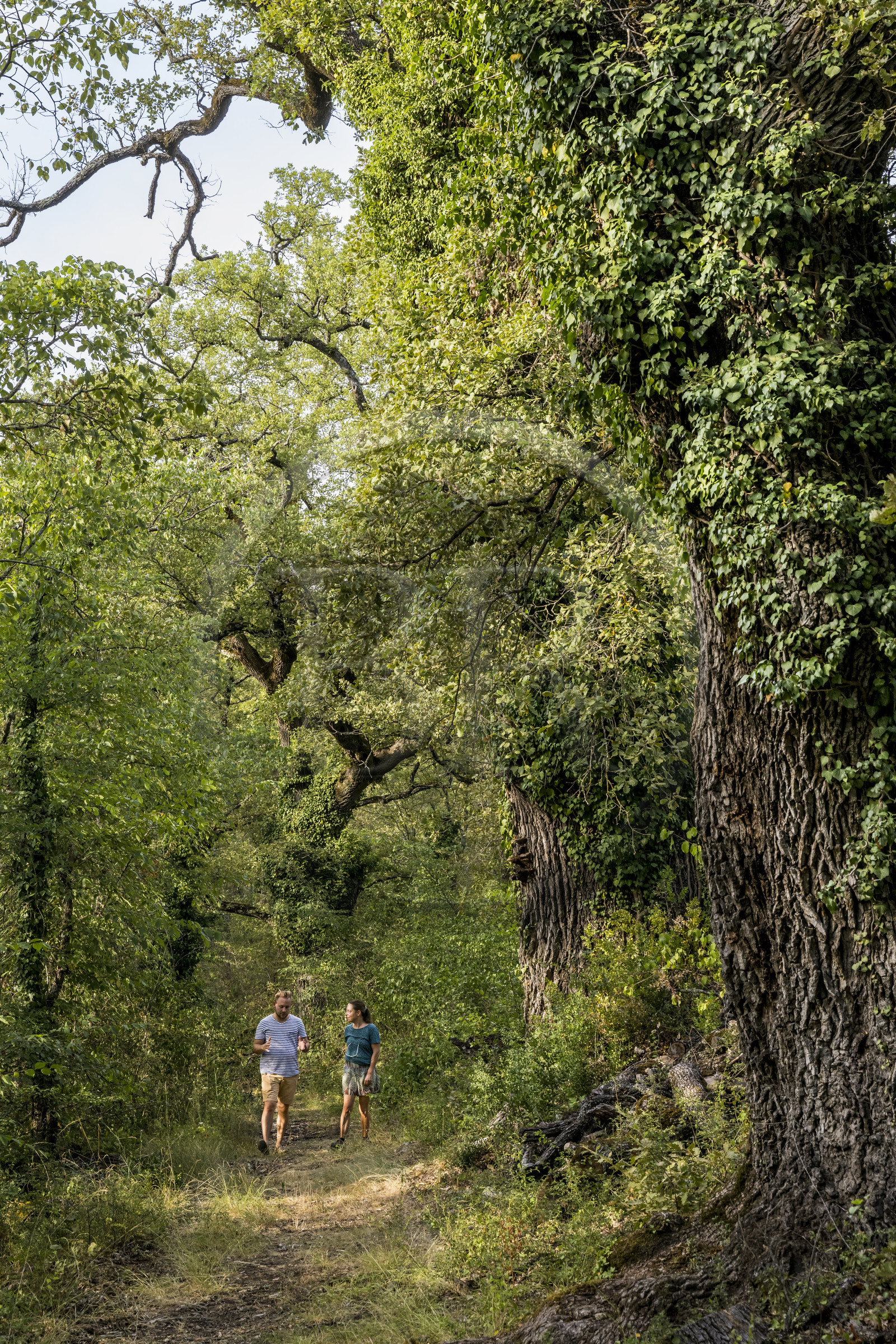 France, Var (83), Provence Verte, Bras, Académie du Bain de Forêt Provençale, forêt du domaine Le Peyrourier - une campagne en Provence