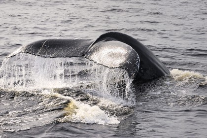 Canada, Quebec Province, Manicouagan, Tadoussac, tail of a humpback whale in the Gulf of Saint Lawrence