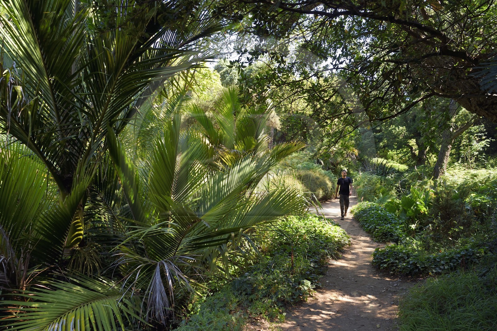 France, Var (83), Rayol-Canadel-sur-Mer, Domaine du Rayol, propriété du conservatoire du littoral mention obligatoire, le jardin des Méditerranées conçu par le paysagiste Gilles Clément, le Jardin de Nouvelle-Zélande