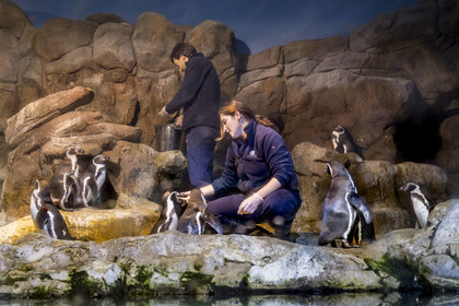 Espagne, Catalogne, Barcelone, Port Vell, l'aquarium, nourrissage des Manchot de Humboldt (Spheniscus humboldti )