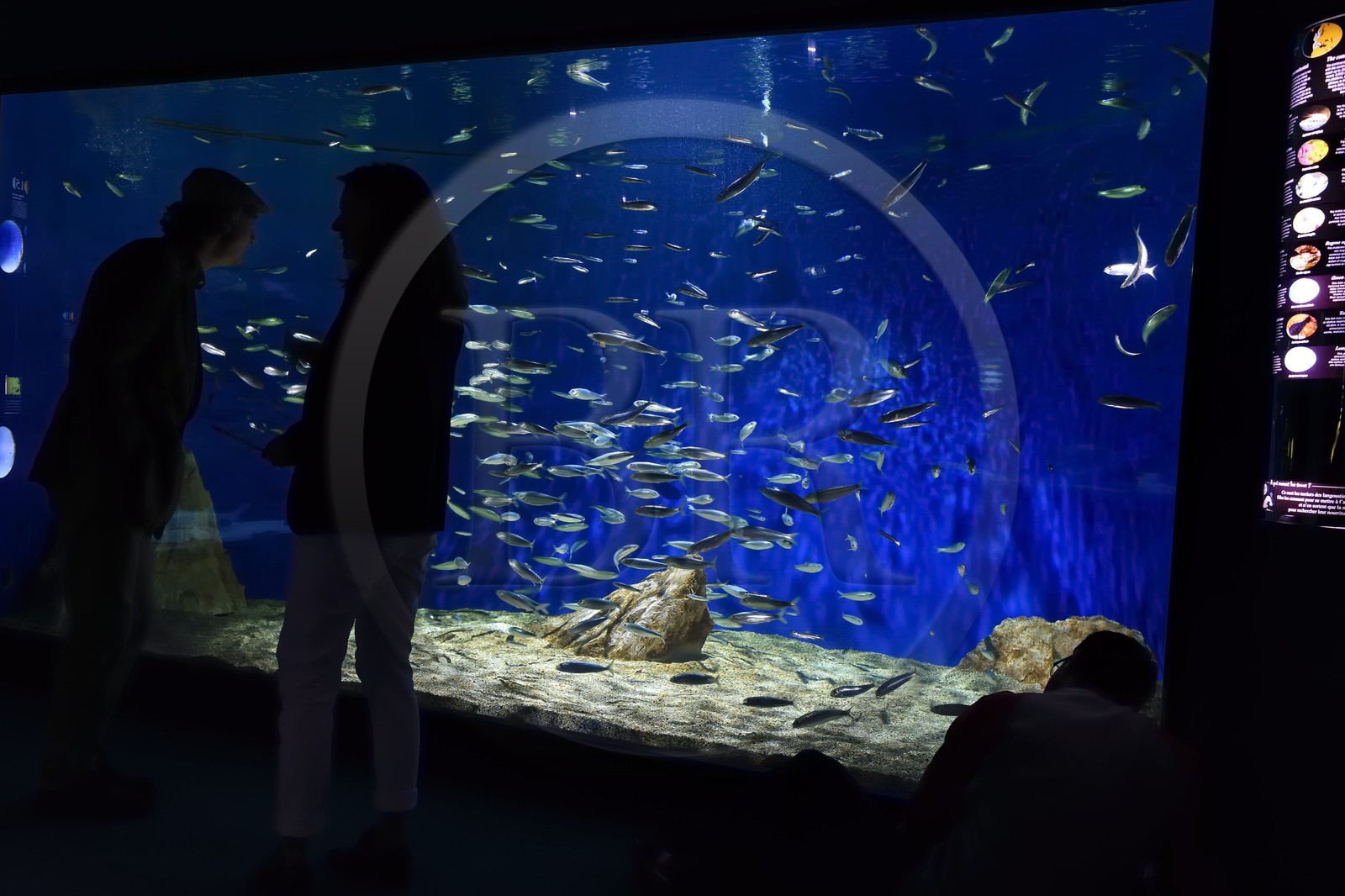 France, Charente-Maritime, La Rochelle, Aquarium La Rochelle, Compulsory Mention, Atlantic Zone, sardines aquarium