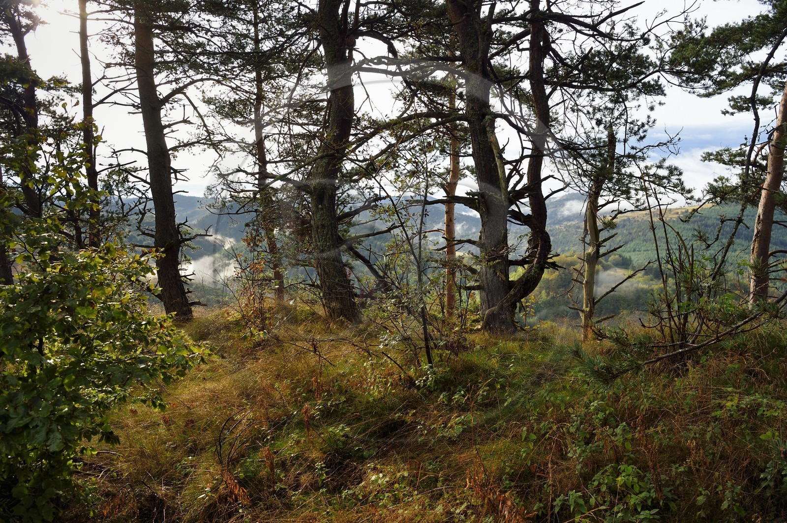 France, Ardèche (07), parc naturel régional des Monts d'Ardèche, massif du Mézenc, forêt de Lac-d'Issarlès, la forêt de Montchamp dominant la vallée de la Loire