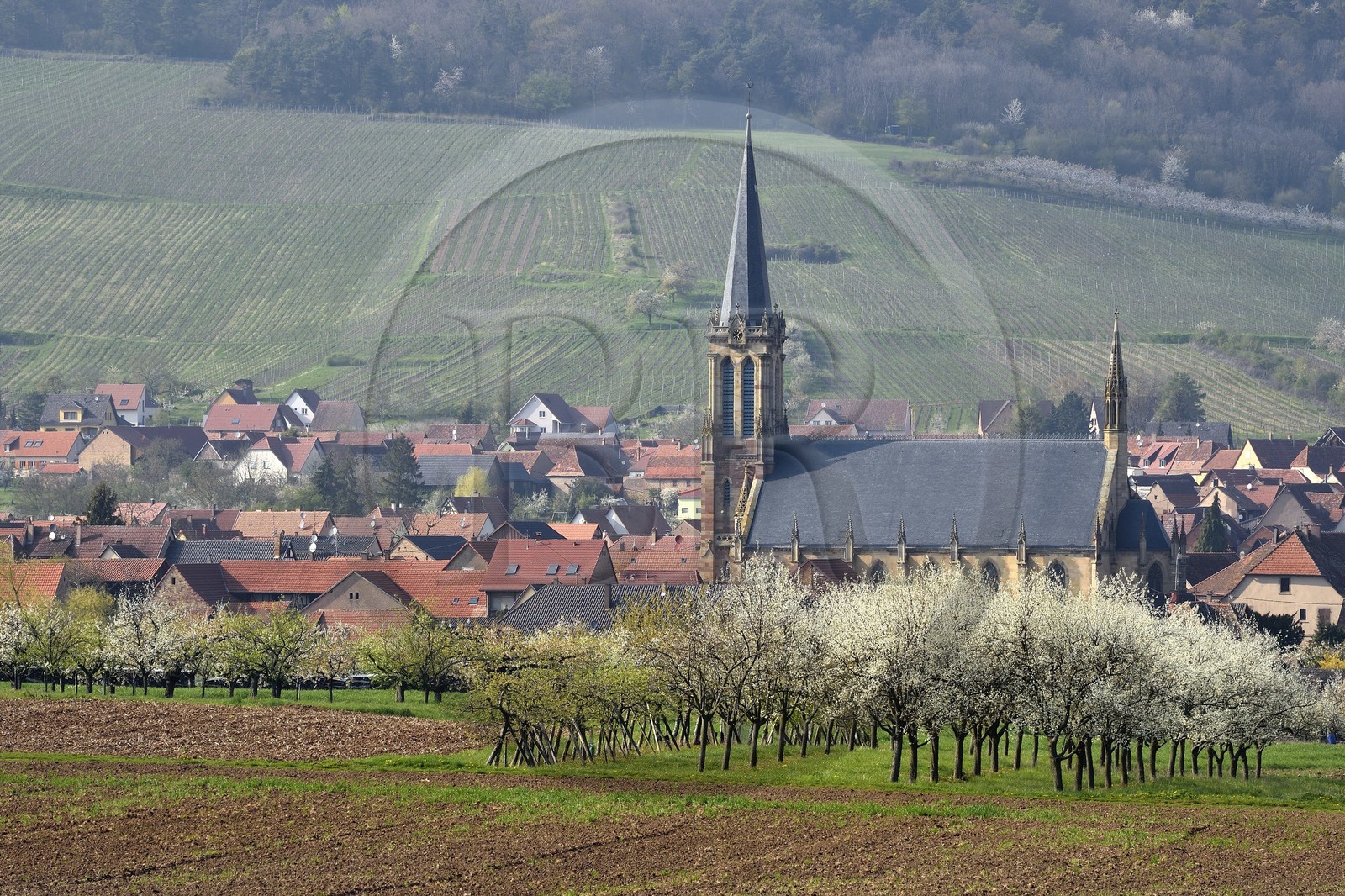 France, Bas Rhin, the Alsace Wine Route, Westhoffen, cherry blossoms and vineyard in April