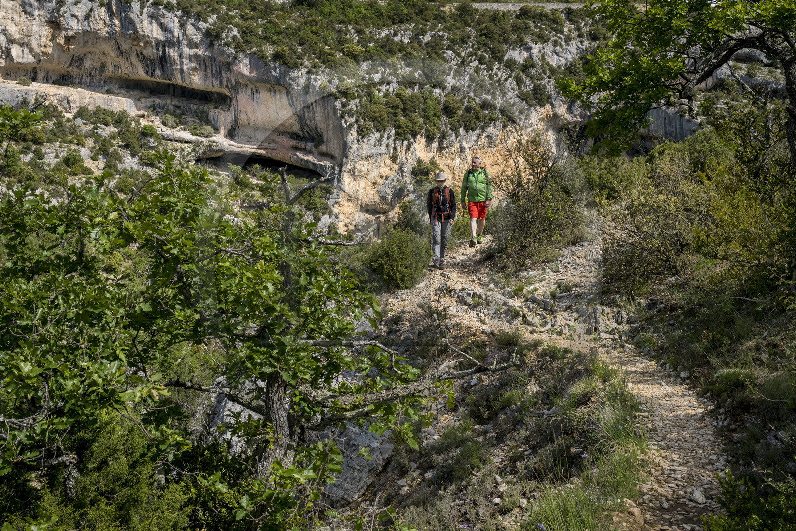 France, Vaucluse (84), Parc naturel régional du Mont Ventoux, Monieux, Gorges de La Nesque, randonneurs progressant sur un sentier sur les hauteurs face au barres rocheuses
