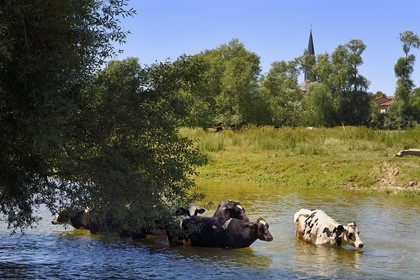 France, Meuse (55), Bannoncourt, vaches se baignant dans la Meuse