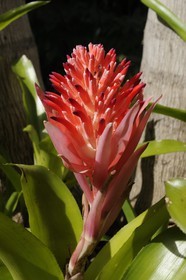 France, Ile de la Reunion, Petite Ile, jardin tropical