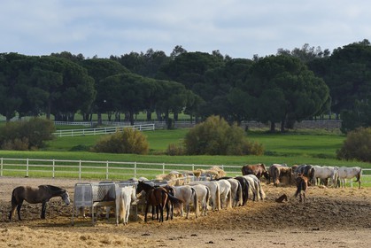 Spain, Andalusia, Seville Province, Utrera, the Ayala stud farm (Yeguada Ayala), Andalusian horse also known as the Pure Spanish Horse or PRE (Pura Raza Espanola)