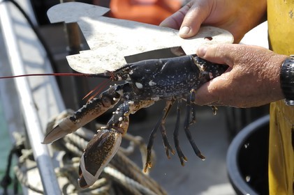 France, Manche (50), archipel des îles Chausey, mesure de homard de Chausey lors de la pêche