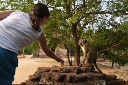Sri Lanka, province du Centre-Nord, Polonnaruwa, l'ancienne capital du pays (XIe au XIIIe siècle) est classée au Patrimoine Mondial de l'UNESCO, terrasse de la relique de la Dent (Dala Maluwa), rencontre avec des macaques