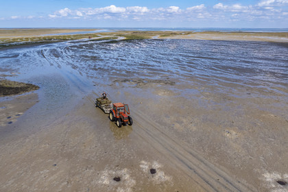 France, Vendée (85), île de Noirmoutier, Barbatre, tracteur ostréicole sur l'estran en bordure du passage du Gois, chaussée submersible qui relie l'île au continent à marrée basse (vue aérienne)