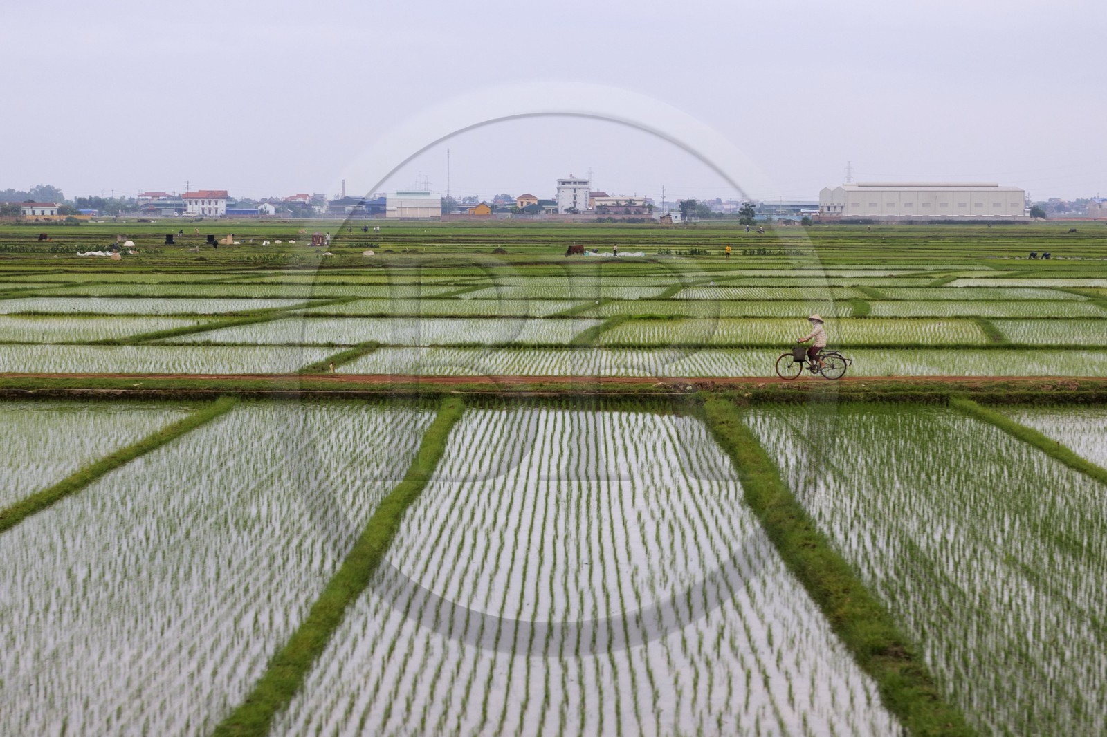 Vietnam, train de Lao Cai à Hanoï, paysage de rizière vers Hanoï