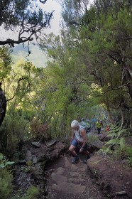 Portugal, Madeira Island, hike by the levada do Alecrim in the forest of Rabaçal, the Laurissilva forest classified UNESCO World Heritage, the only vestige of the primary forest that covered southern Europe millions of years ago
