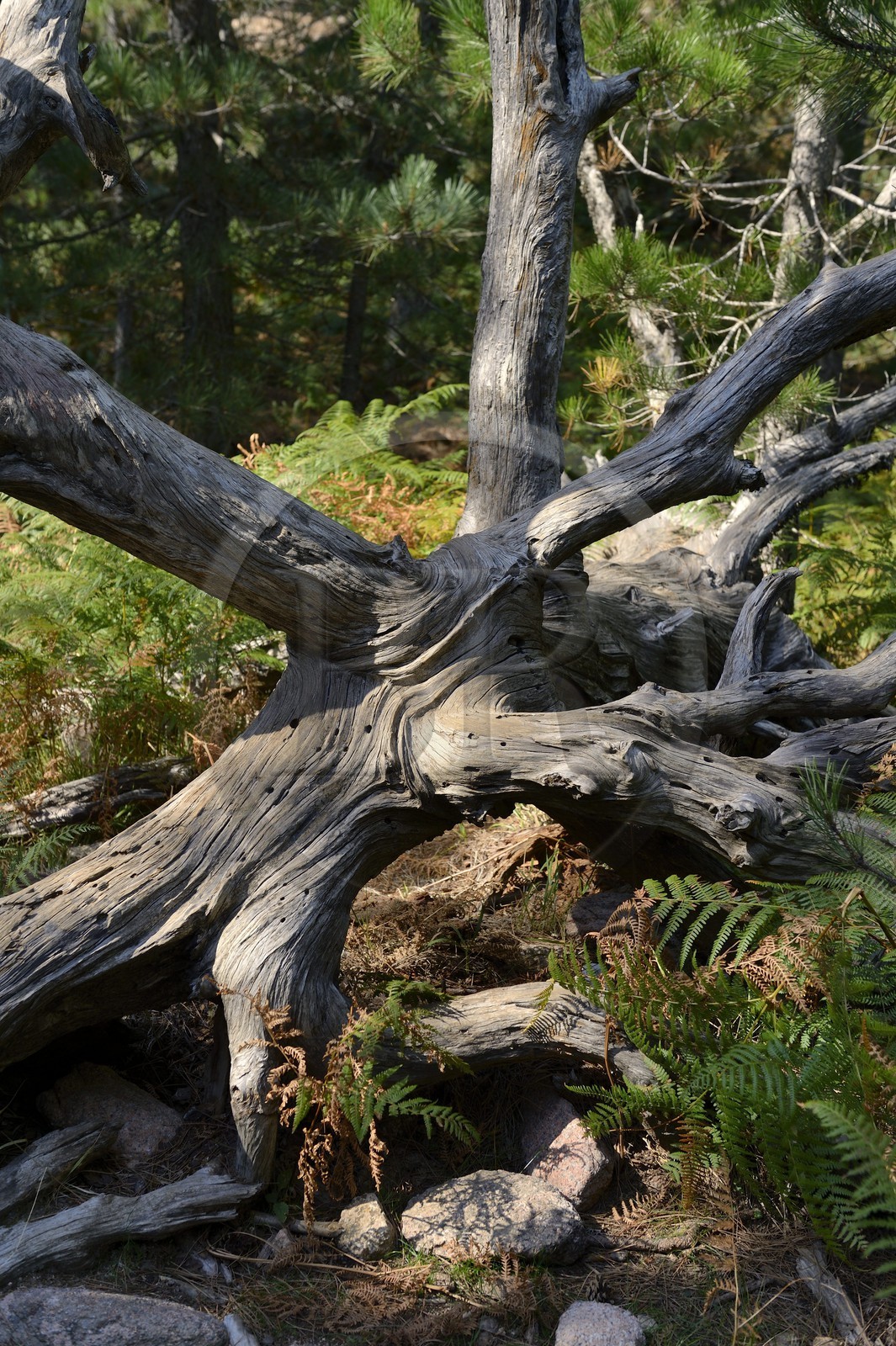 France, Corse-du-Sud (2A), Alta Rocca, Bavella, souche d'arbre dans la forêt de pins laricio (Pinus laricio)