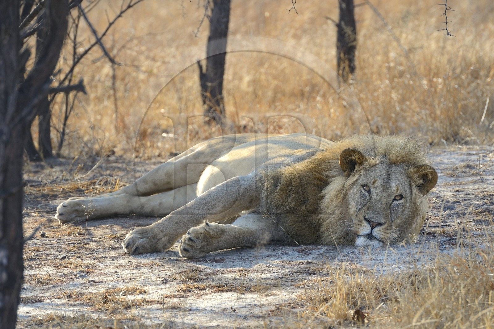 Zimbabwe, province des Midlands, Gweru, Antelope Park qui abrite ALERT (African Lion and Environmental Research Trust), Zone 2, jeune lion mâle (panthera leo) appellé AS2 qui sera relaché en clan dans un parc national pour le repeupler
