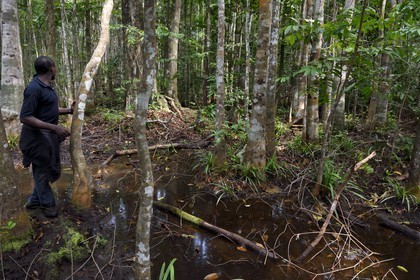Gabon, province de Ogooué- Maritime, Parc National du Loango, forêt et marécages