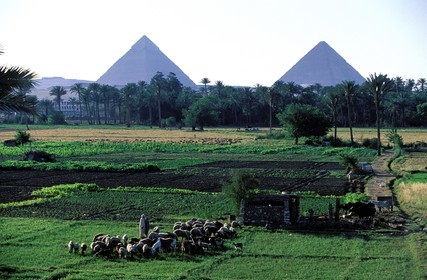 Égypte, Le Caire, Pyramides de Giza (Gizeh) et champs du bord du Nil
