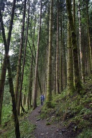 France, Haut Rhin, Ballons des Vosges Regional Natural Park, hikers going up the Storckensohn valley to the top of the Tete des Perches