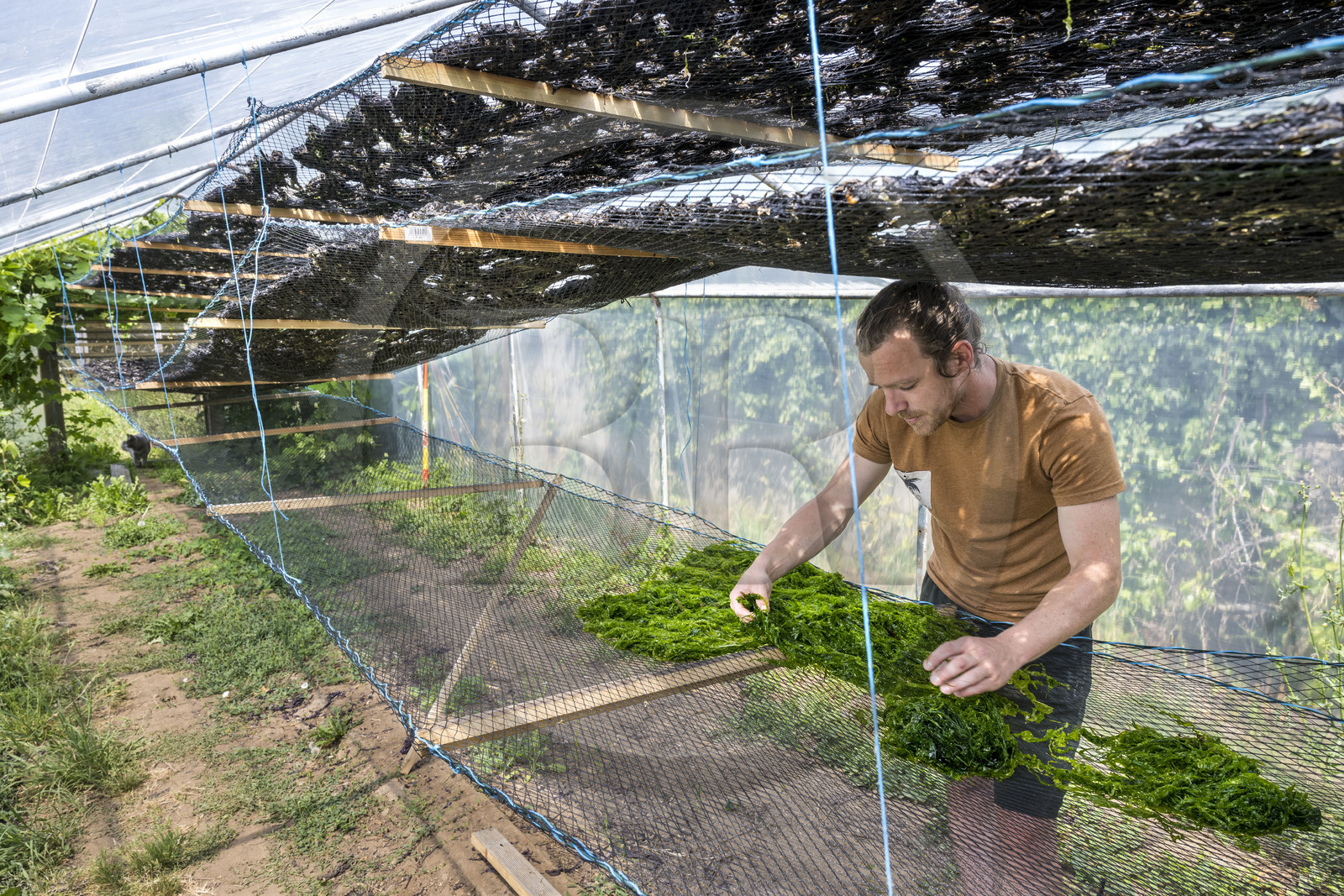 France, Finistère (29), Pays Bigouden, Plozévet, Lenny Gouedic co créateur de Begood Alg,  étalage des algues sauvages alimentaires dans la journée de récolte en séchoir solaire