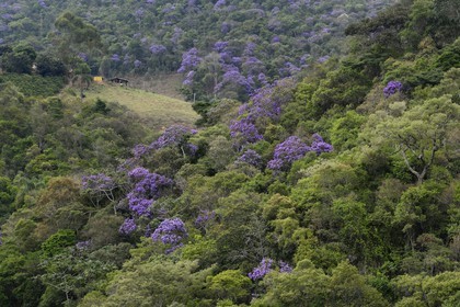 Brésil, Etat du Minas Gerais, la foret aux alentours du village de Itatiaia (Route de l'or, Estrada Real)