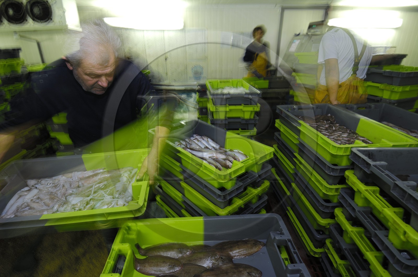 France, Charente-Maritime (17), Ile d'Oléron, port de la Cotinière, la criée