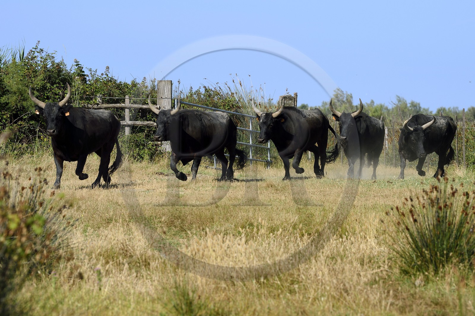 France, Bouches-du-Rhône (13), Parc naturel régional de Camargue, manade Jacques Mailhan, taureaux camarguais appellés Raço di Biou