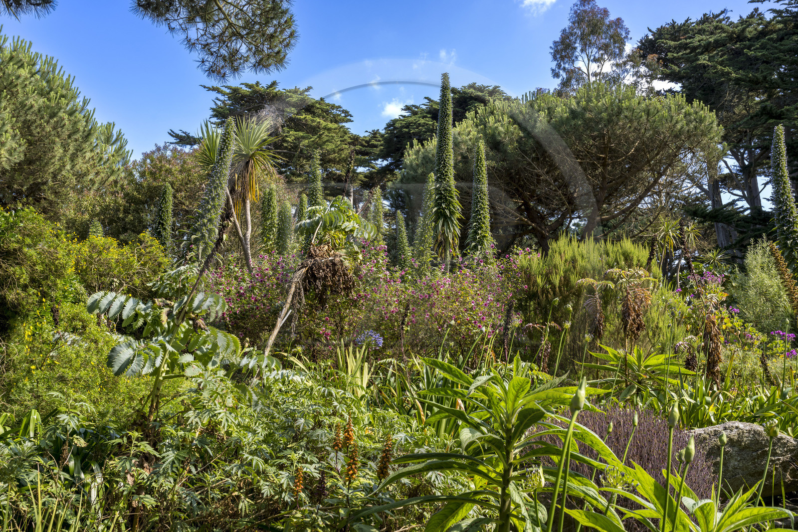 France, Finistère (29), Iles du Ponant, Ile de Batz, jardin Georges Delaselle ou jardin colonial, jardin exotique présentant une collection botanique provenant des cinq continents