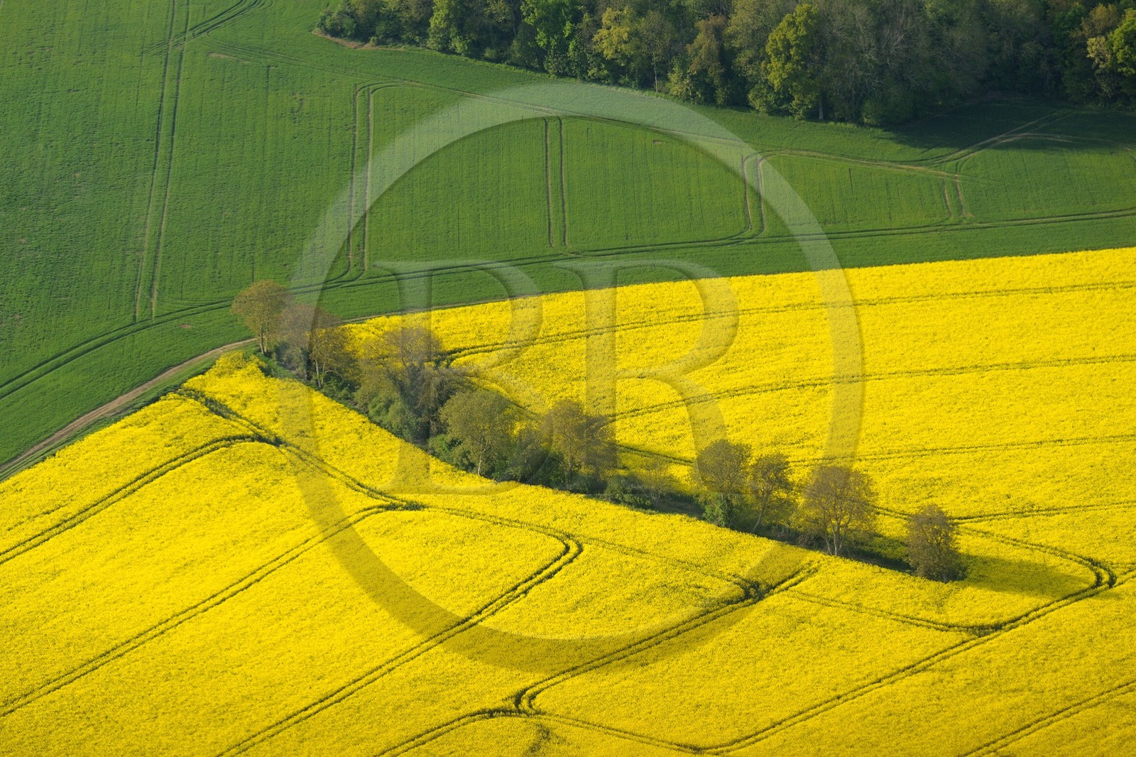 France, Val-d'Oise, field of rape in blossom (aerial view)