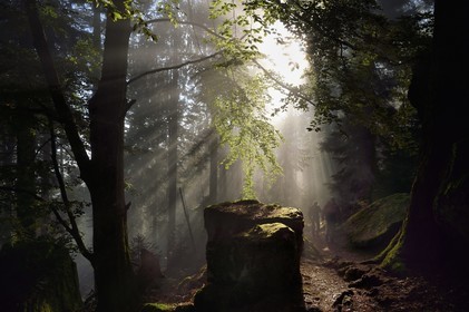France, Bas-Rhin (67), Mont Saint-Odile, randonnée le long du Mur Païen, vestige d'un mur d'enceinte probablement de l'époque mérovingienne d'une longueur totale de onze kilomètres, lever de soleil dans la brume du petit matin