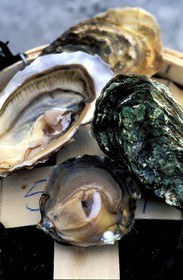 France, Finistere, oysters of Prat Ar Coum