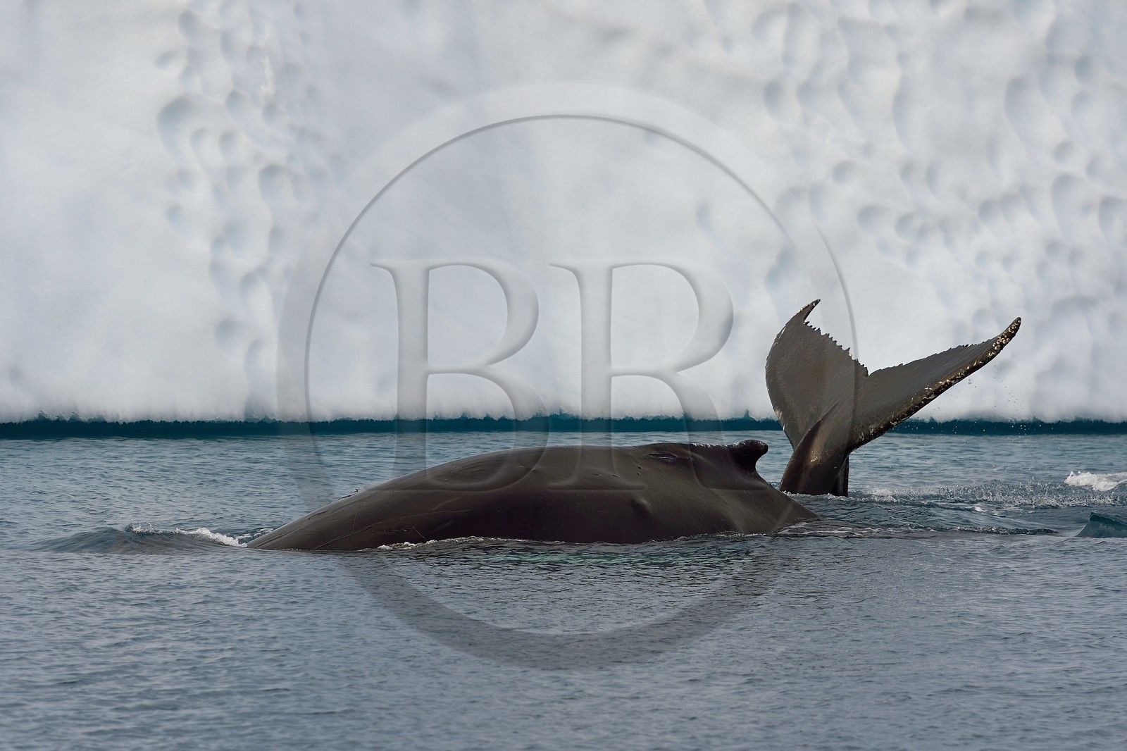 Groenland, cote ouest, baie de Disko, Ilulissat, fjord glacé classé Patrimoine Mondial de l'UNESCO qui est l’embouchure maritime du glacier Sermeq Kujalleq, queue d'une baleine à bosse ou rorqual à bosse (Megaptera novaeangliae) en plongée devant un iceberg