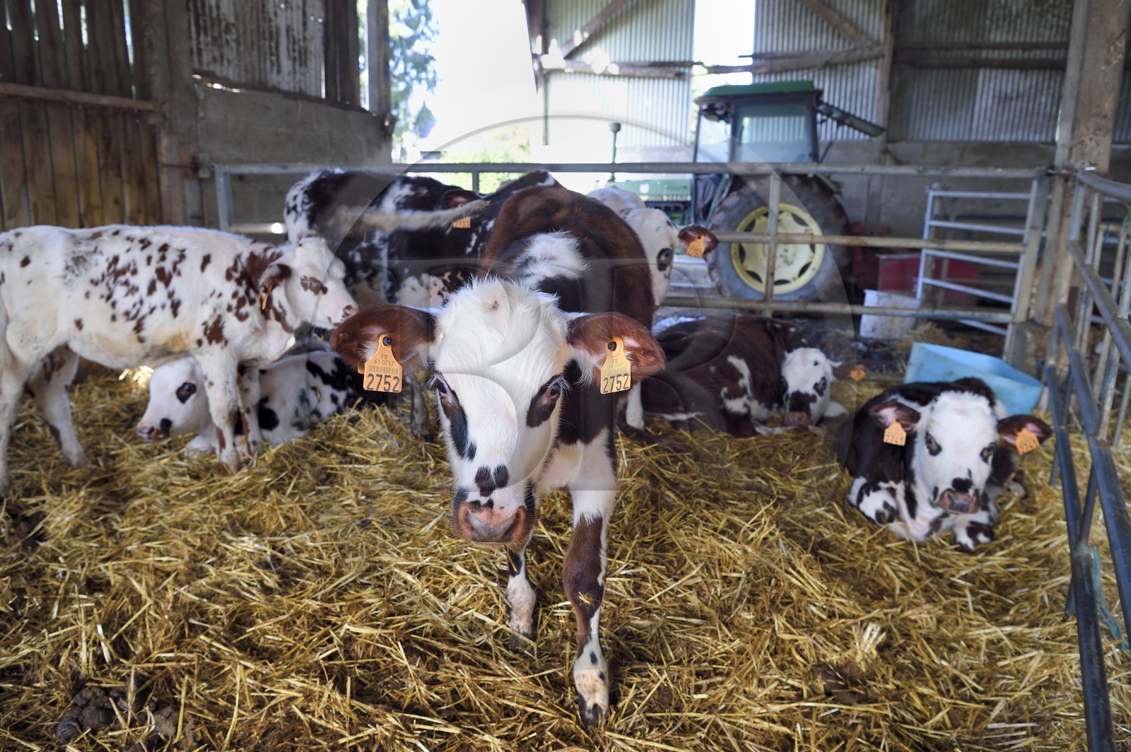 France, Orne (61), Pays d'Auge, village de Camembert, Ferme de la Héronnière, AOC Camembert fermier au lait cru, jeune veau