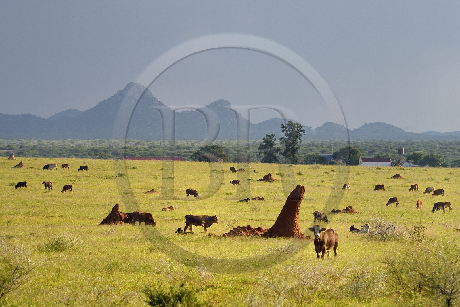 Namibie, région de Otjozondjupa, Otjiwarongo, élevage bovin dans un paysage de paturages verts en saison des pluies