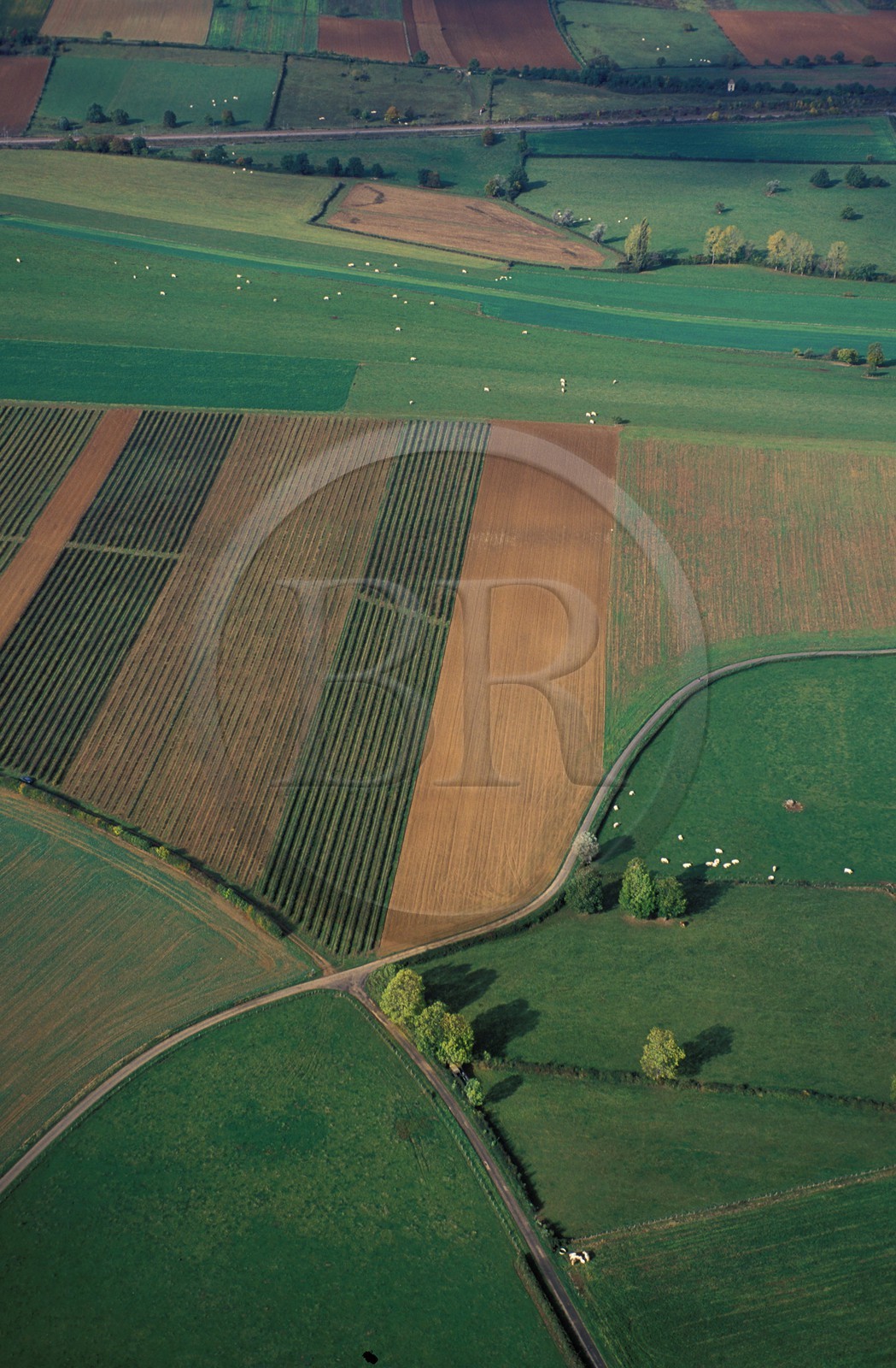 France, Saône-et-Loire (71), Mâconnais, croisée de chemins entre près et champs (vue aérienne)