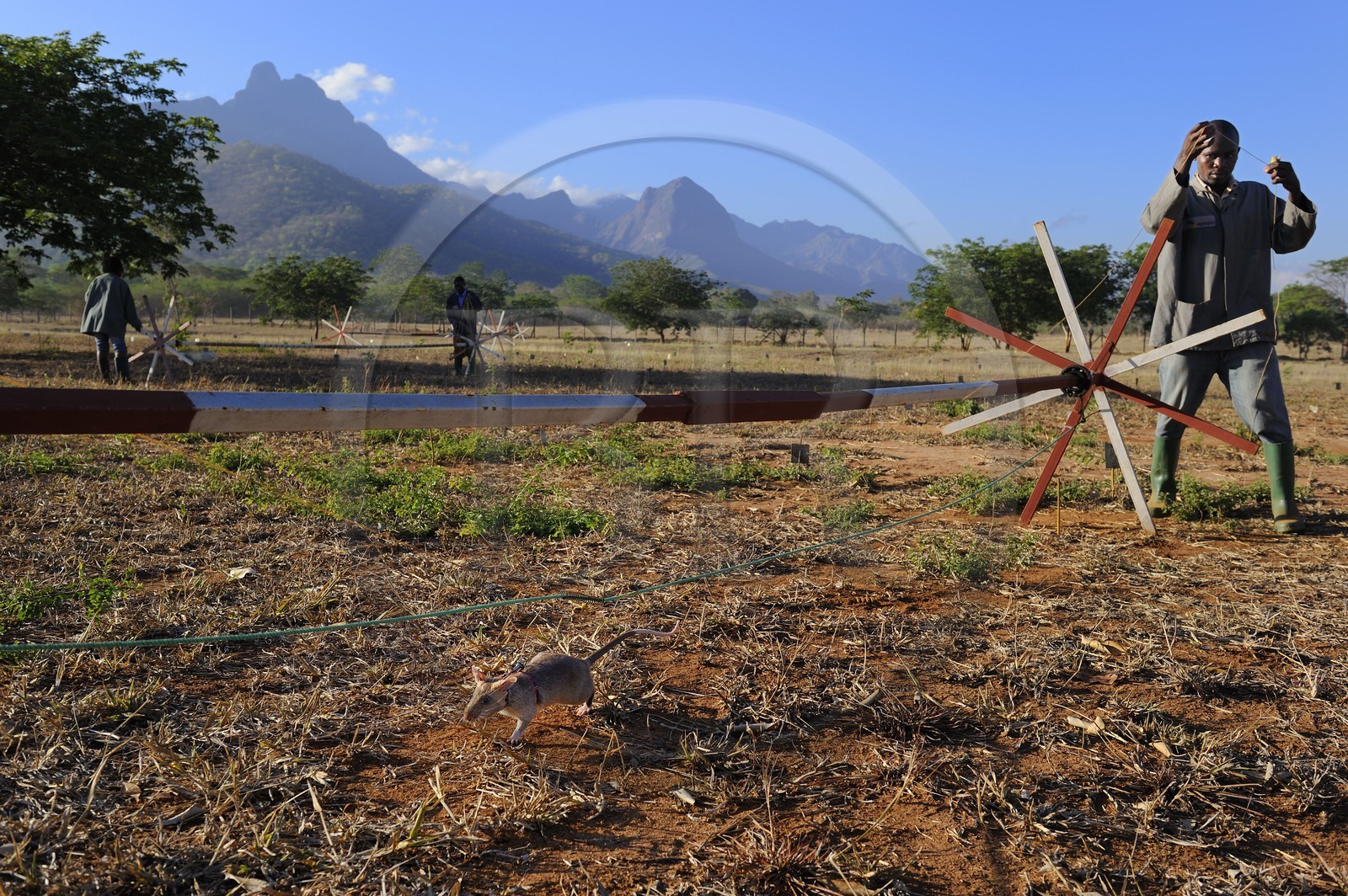 Tanzanie, université de Morogoro, centre de recherche Apopo de technologie de détection par les rats de mines anti-personnel, entrainement des rats à la détection de TNT sur le terrain