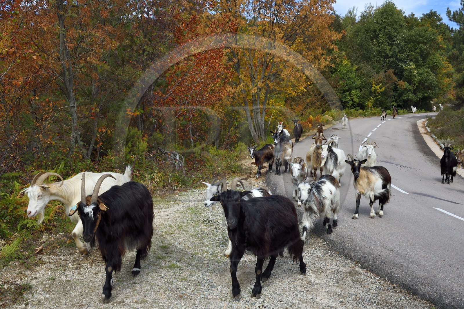France, Corse du Sud, Prunelli river valley, Bastelica, herd of goats on the roadside