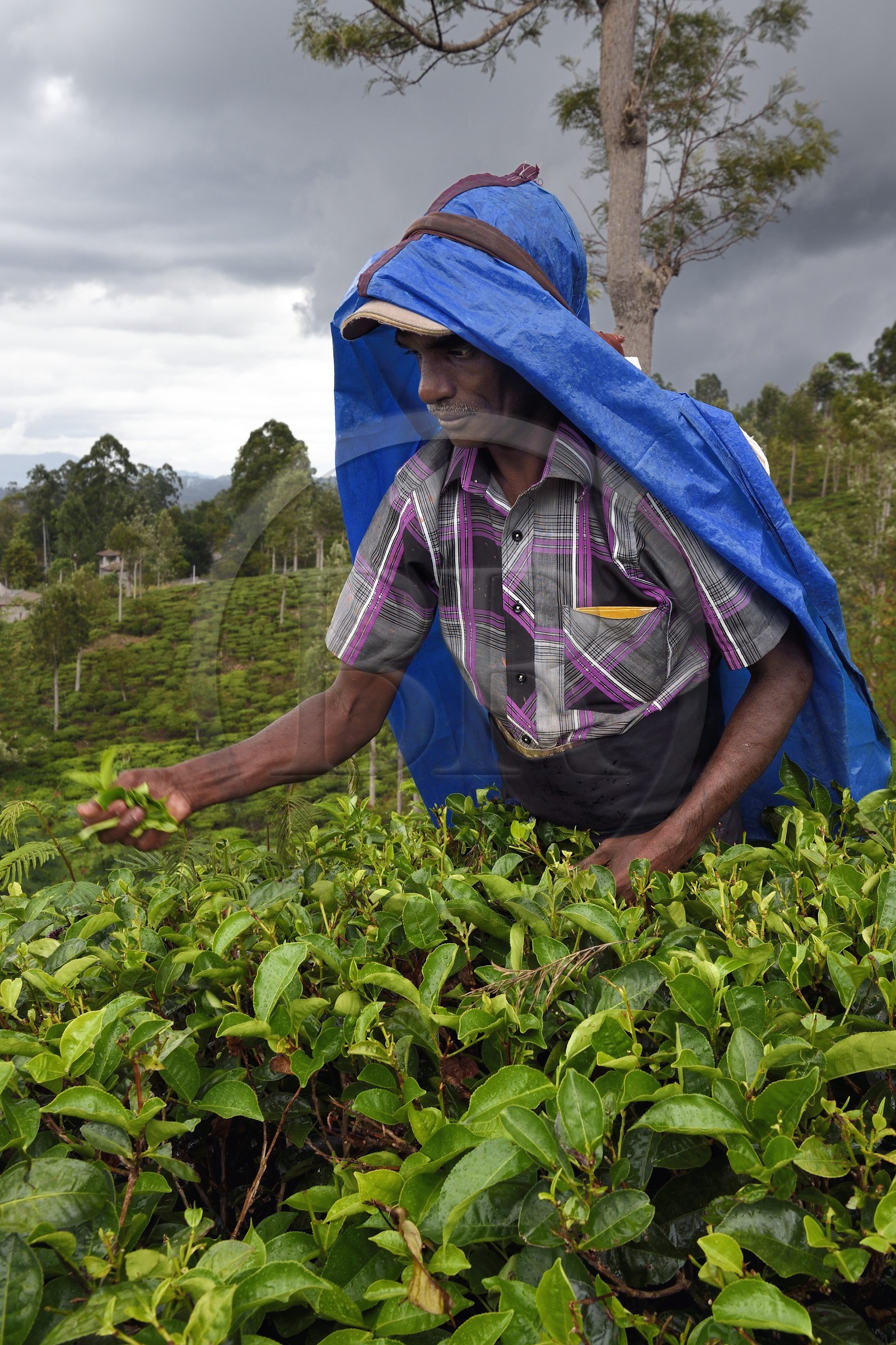Sri Lanka, Uva Province, Bandarawela, picking tea leaves in a tea plantation