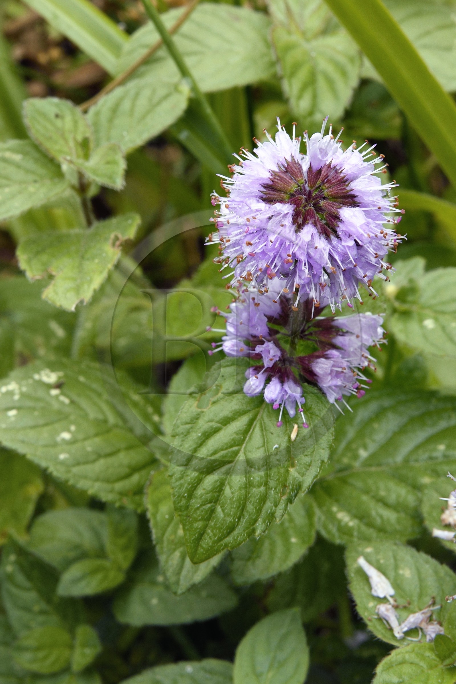 France, Bas-Rhin (67), Parc naturel régional des Vosges du Nord, Niedersteinbach, fleur de bord de rivière