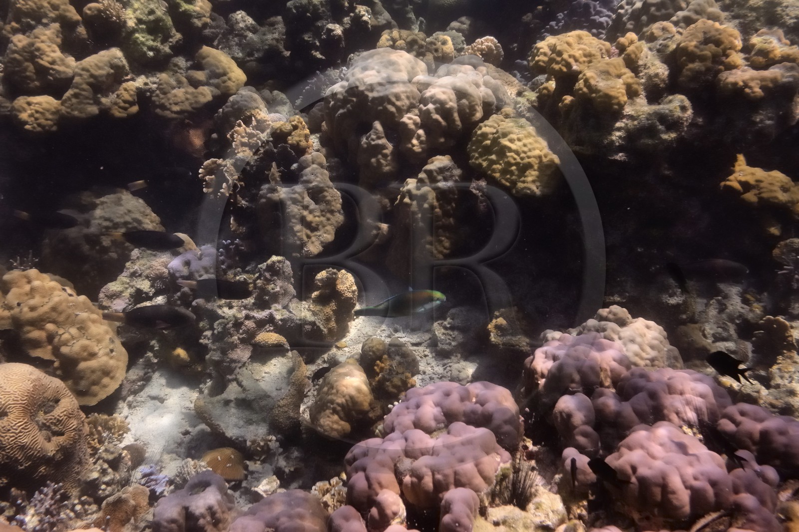 Philippines, Calamian Islands dans le nord de Palawan, Coron Island Natural Biotic Area, récif de corail