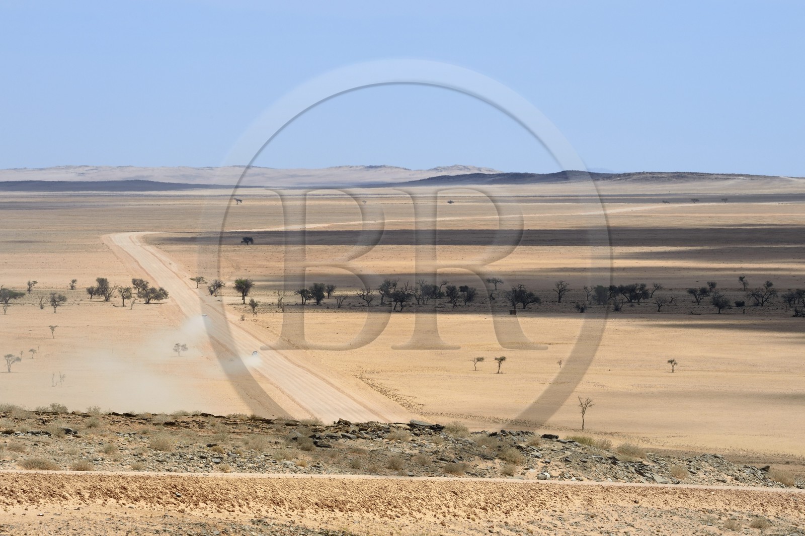 Namibie, région de Erongo, parc national Namib Naukluft, piste C14 dans le désert du Namib et oasis linéaire en arrière plan