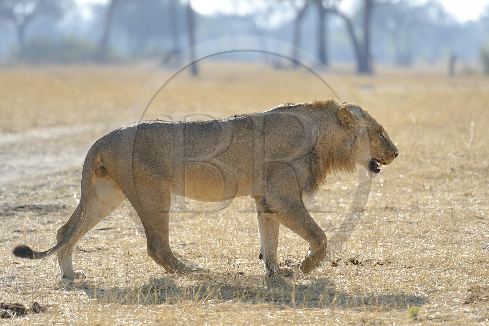 Zimbabwe, province de Matabeleland septentrional, parc national Hwange, lion (Panthera leo)
