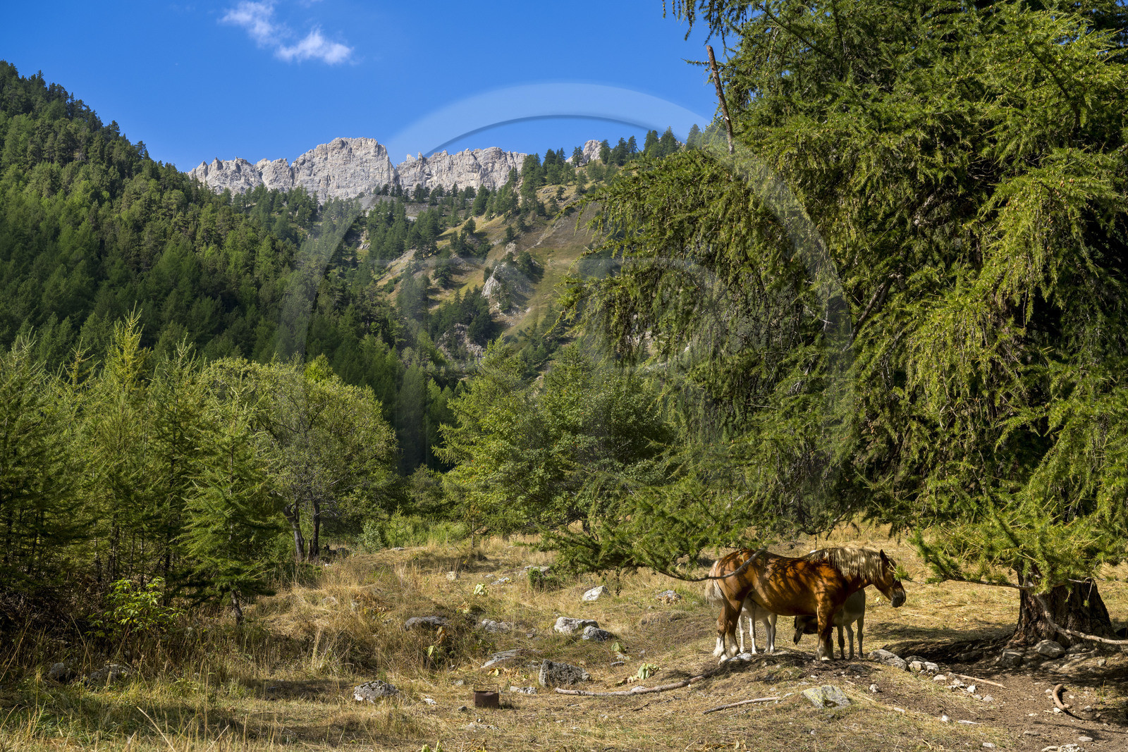 France, Hautes Alpes (05), Névache, la Vallée Étroite à la frontière italienne