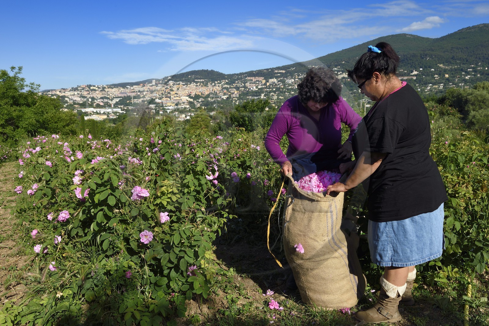 France, Alpes-Maritimes (06), Grasse, cueillette dans le champ de rose Centifolia de l'horticulteur Constant Viale par la gitane Nini Lafleur (en gilet violet) qui était la femme de Alain Delon dans le film Le Gitan