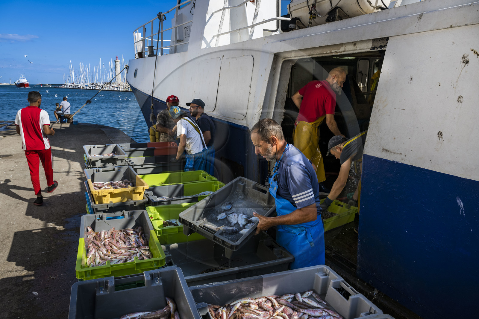 France, Herault, Sete, Fishing port, return of the trawlers to the quay and unloading of the catch
