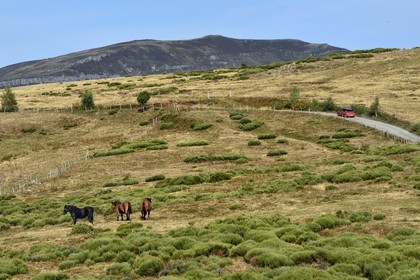 France, Cantal, Parc Naturel Régional des Volcans d'Auvergne (regional nature park of Auvergne volcanoes), Brezons valley, horses in the mountain pastures