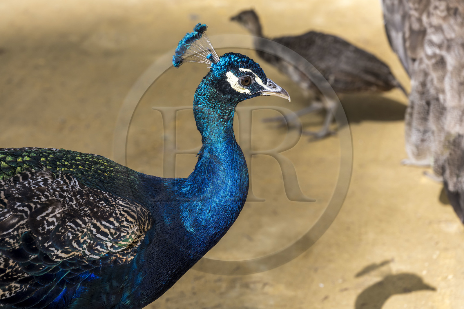 Espagne, Andalousie, Séville, Alcazar de Séville (Reales Alcazares de Sevilla), classé Patrimoine Mondial de l'UNESCO, paon dans les jardins